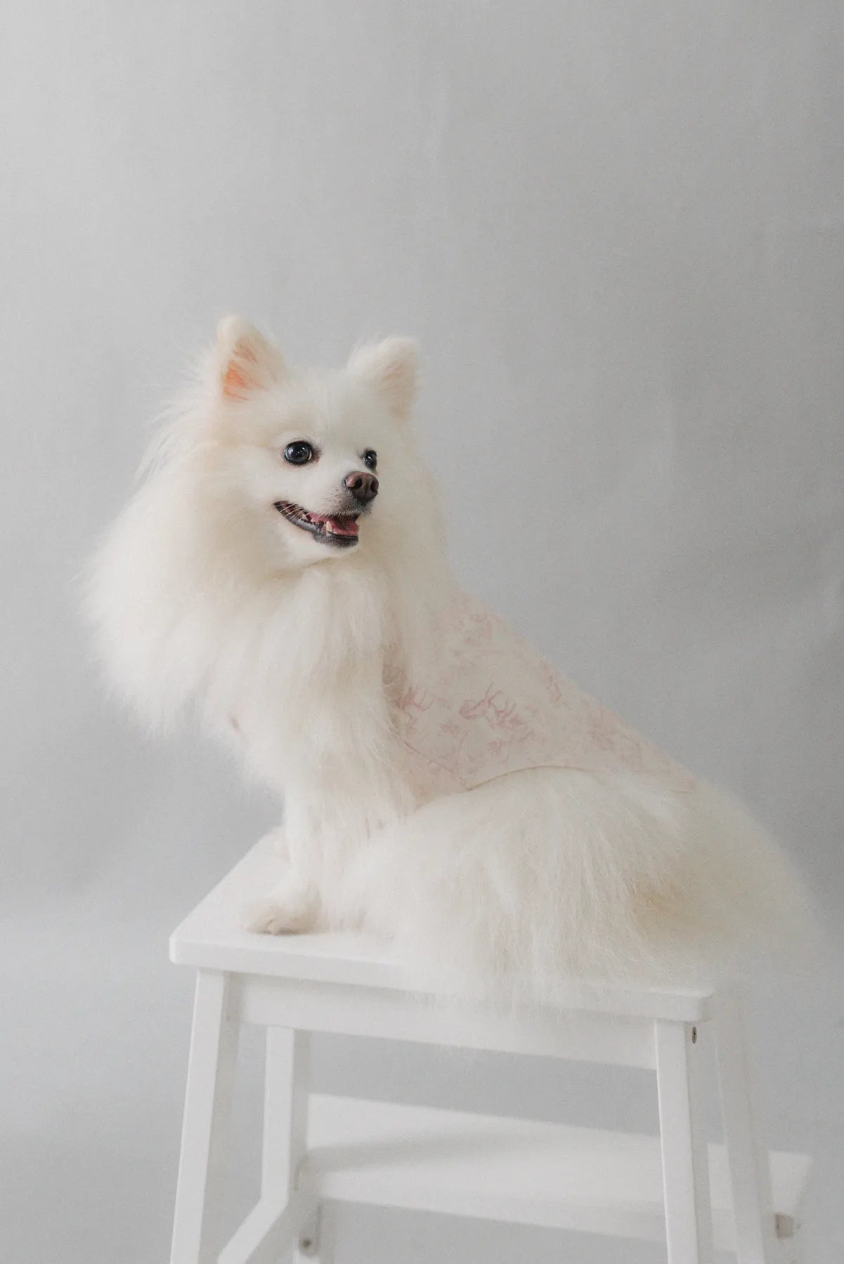 Uma Matching Pet Vest