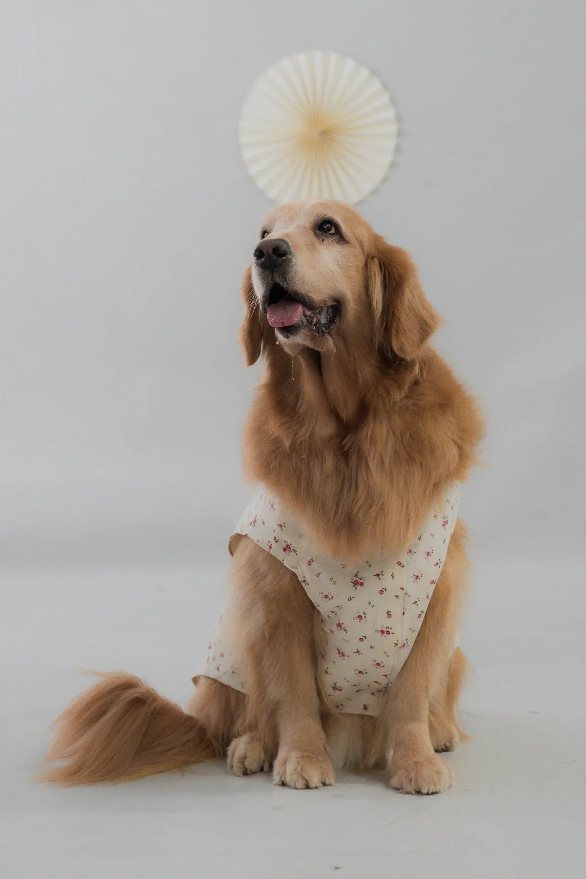 [COL FUKU] Fuku Matching Pet Vest