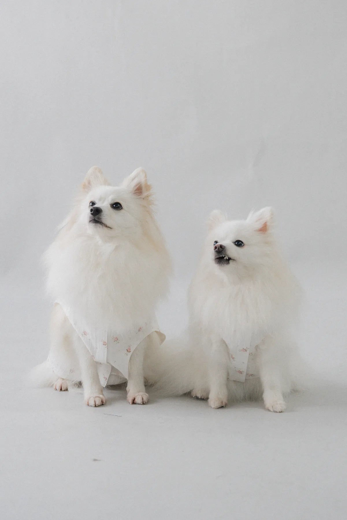 [COL YORI] Yori Matching Pet Vest