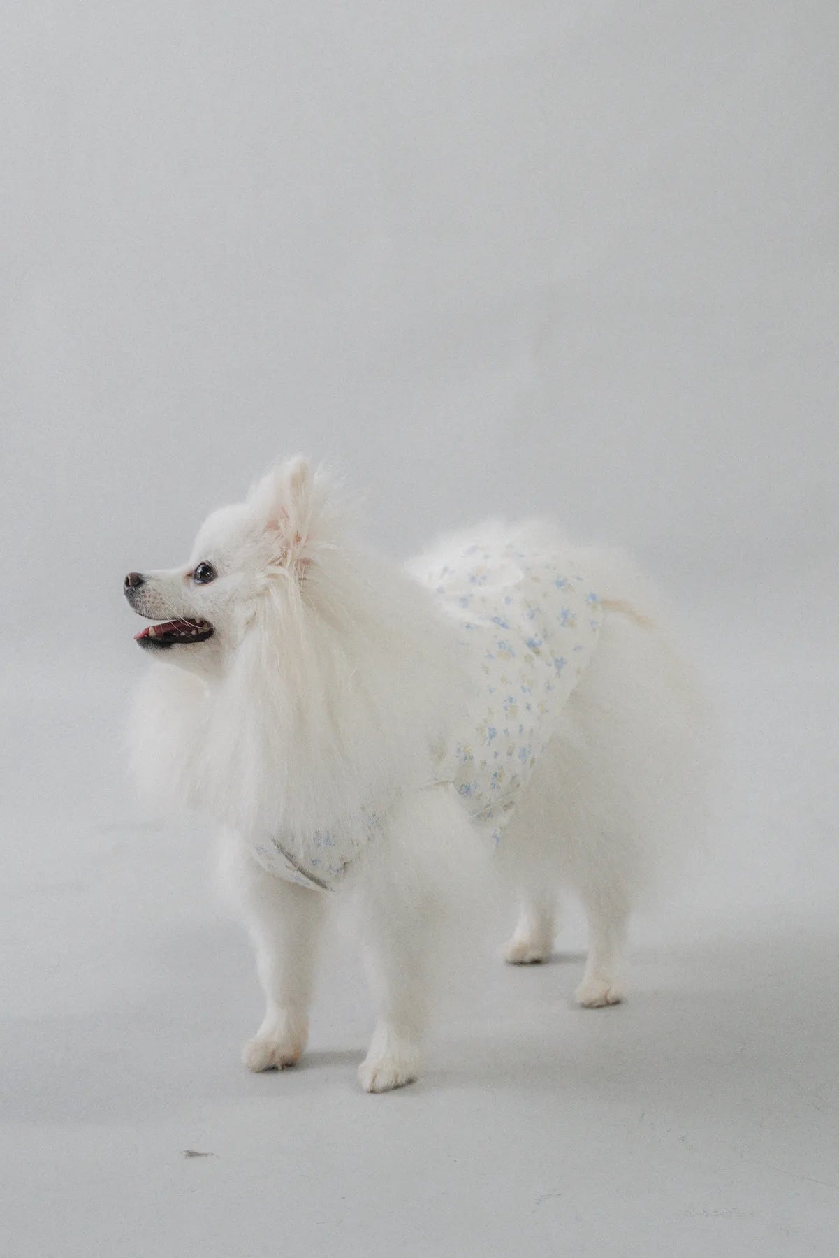 [COL YORI] Yori Matching Pet Vest