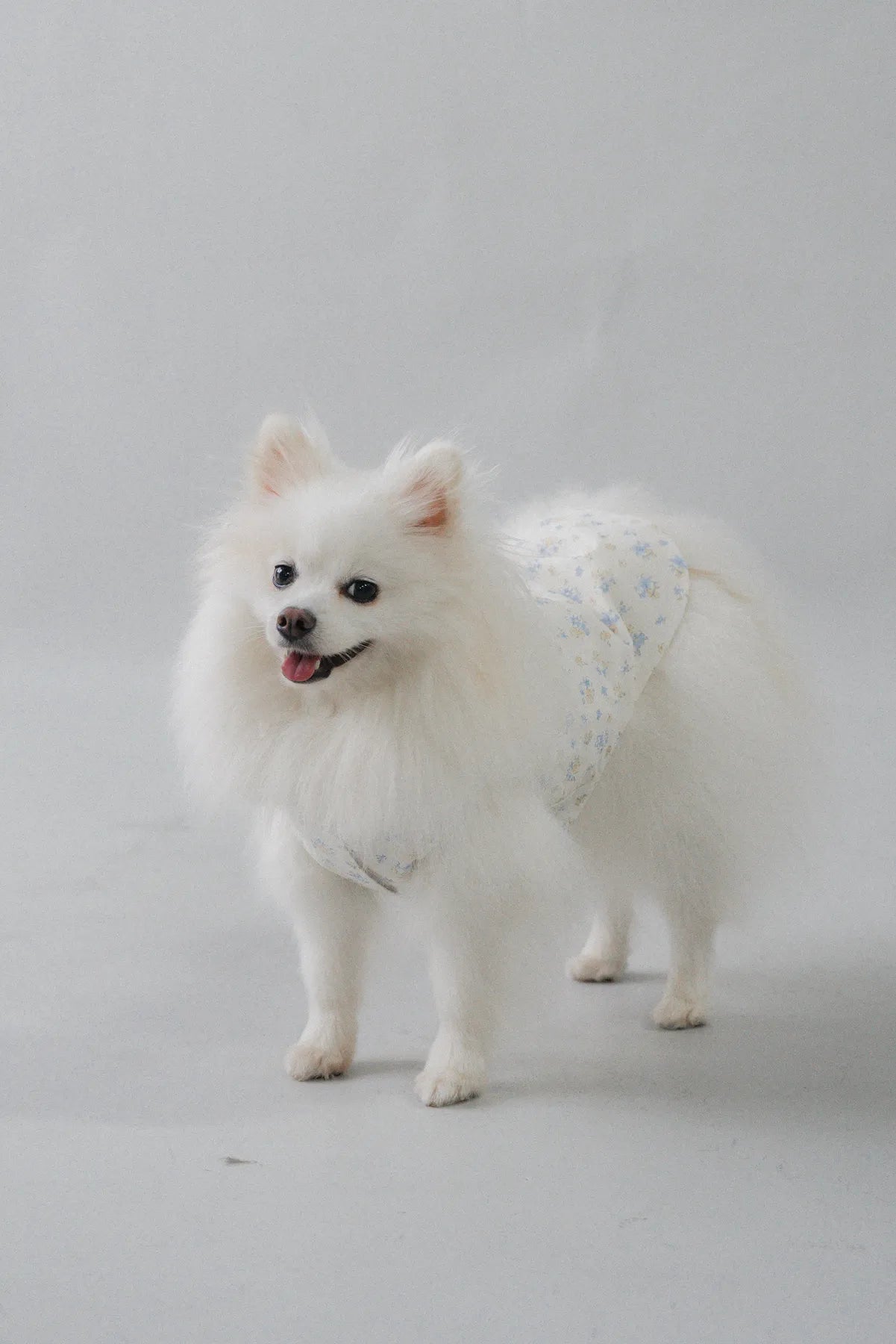 [COL YORI] Yori Matching Pet Vest