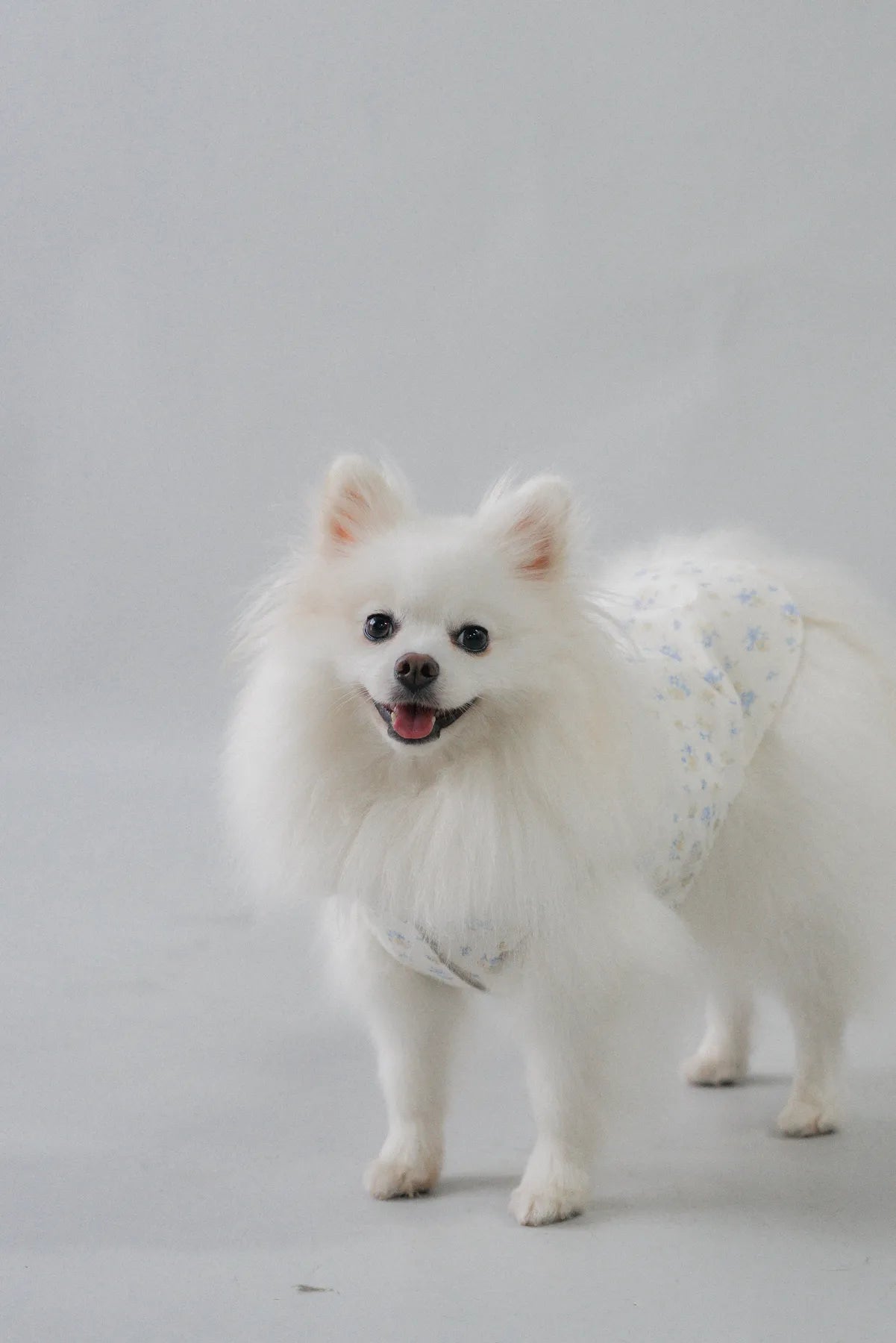 [COL YORI] Yori Matching Pet Vest