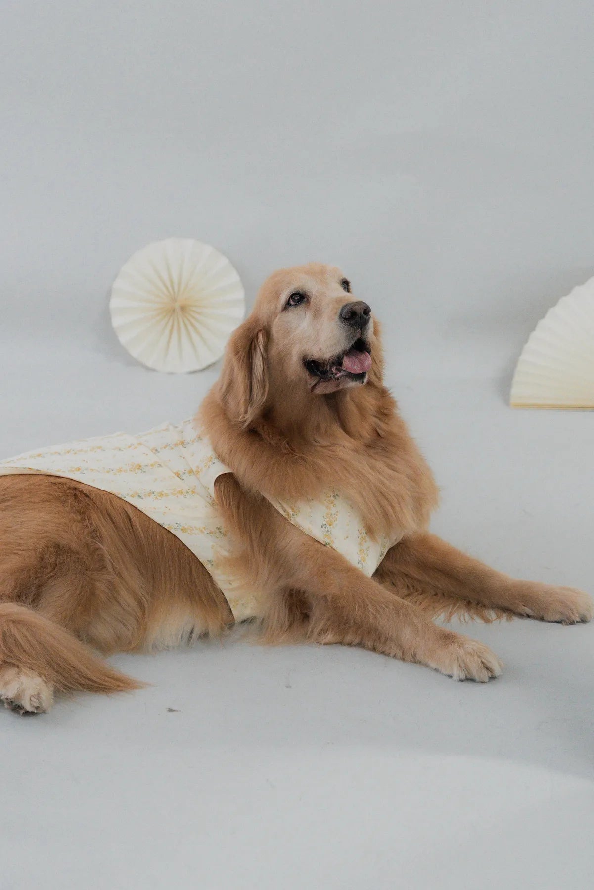 [COL HARU] Haru Matching Pet Vest