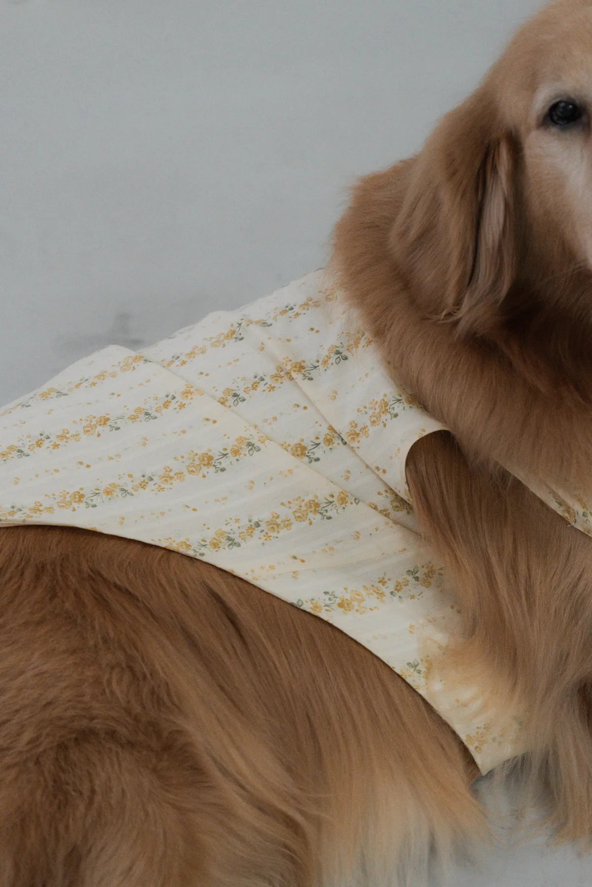 [COL HARU] Haru Matching Pet Vest