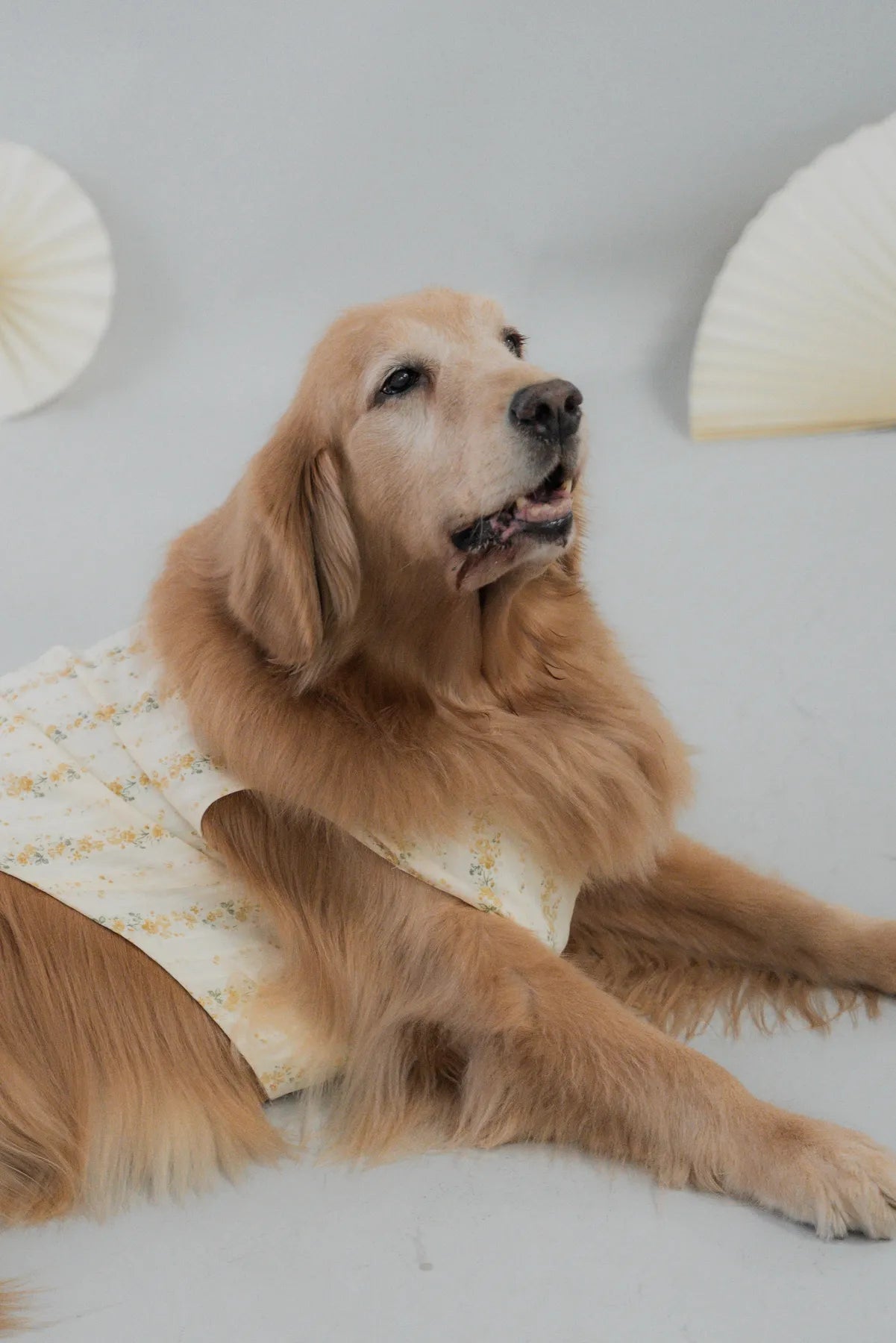 [COL HARU] Haru Matching Pet Vest