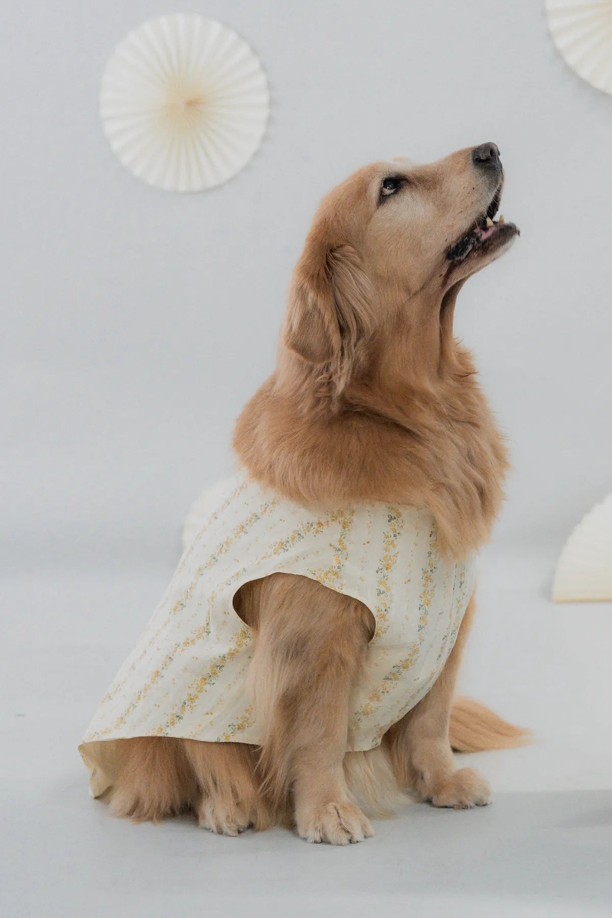 [COL HARU] Haru Matching Pet Vest