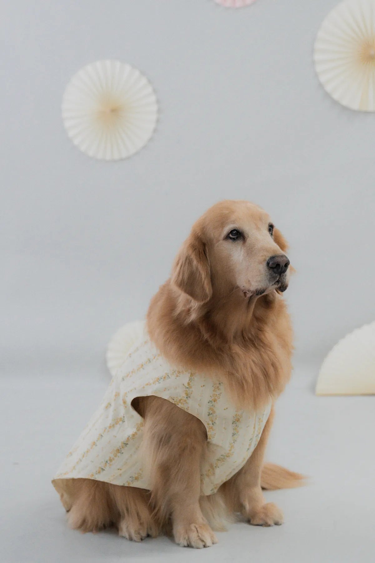 [COL HARU] Haru Matching Pet Vest