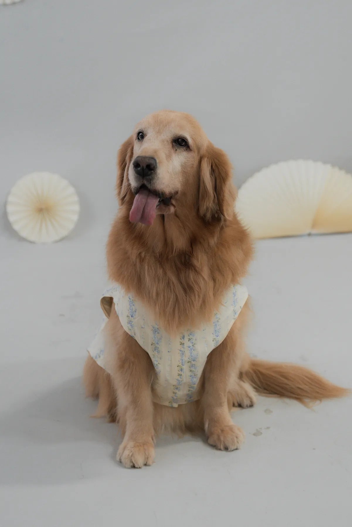 [COL HARU] Haru Matching Pet Vest