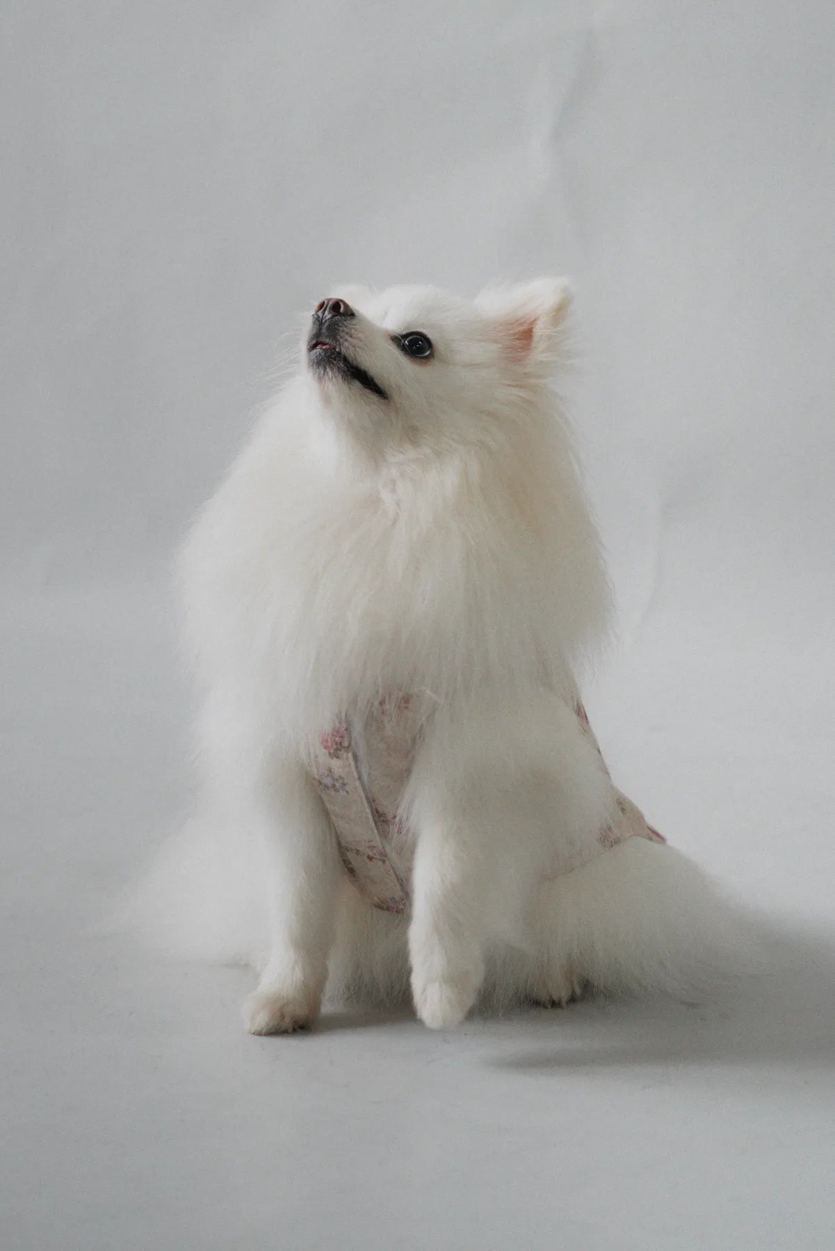 Hana Matching Pet Vest