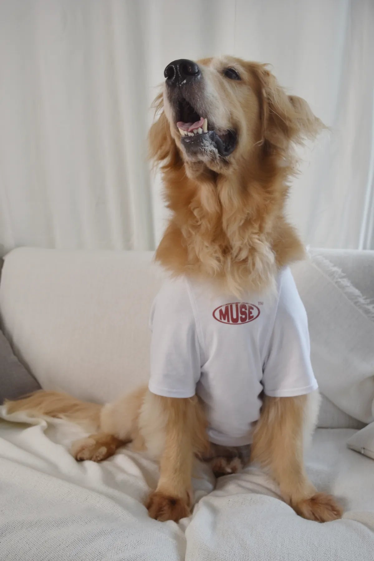 MUSE Buddy 100% Cotton Matching Pet Tee